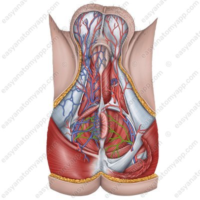 Inferior rectal artery (a. rectalis inferior)